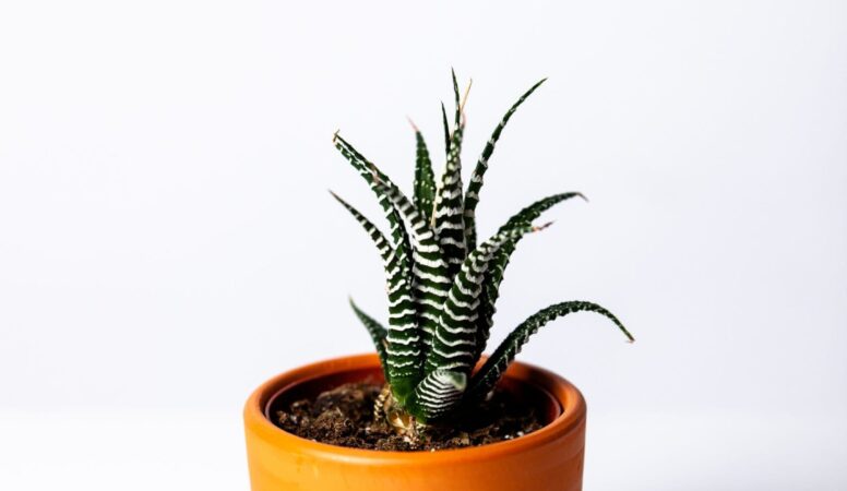 agave-botanical-botany-1533960-min
