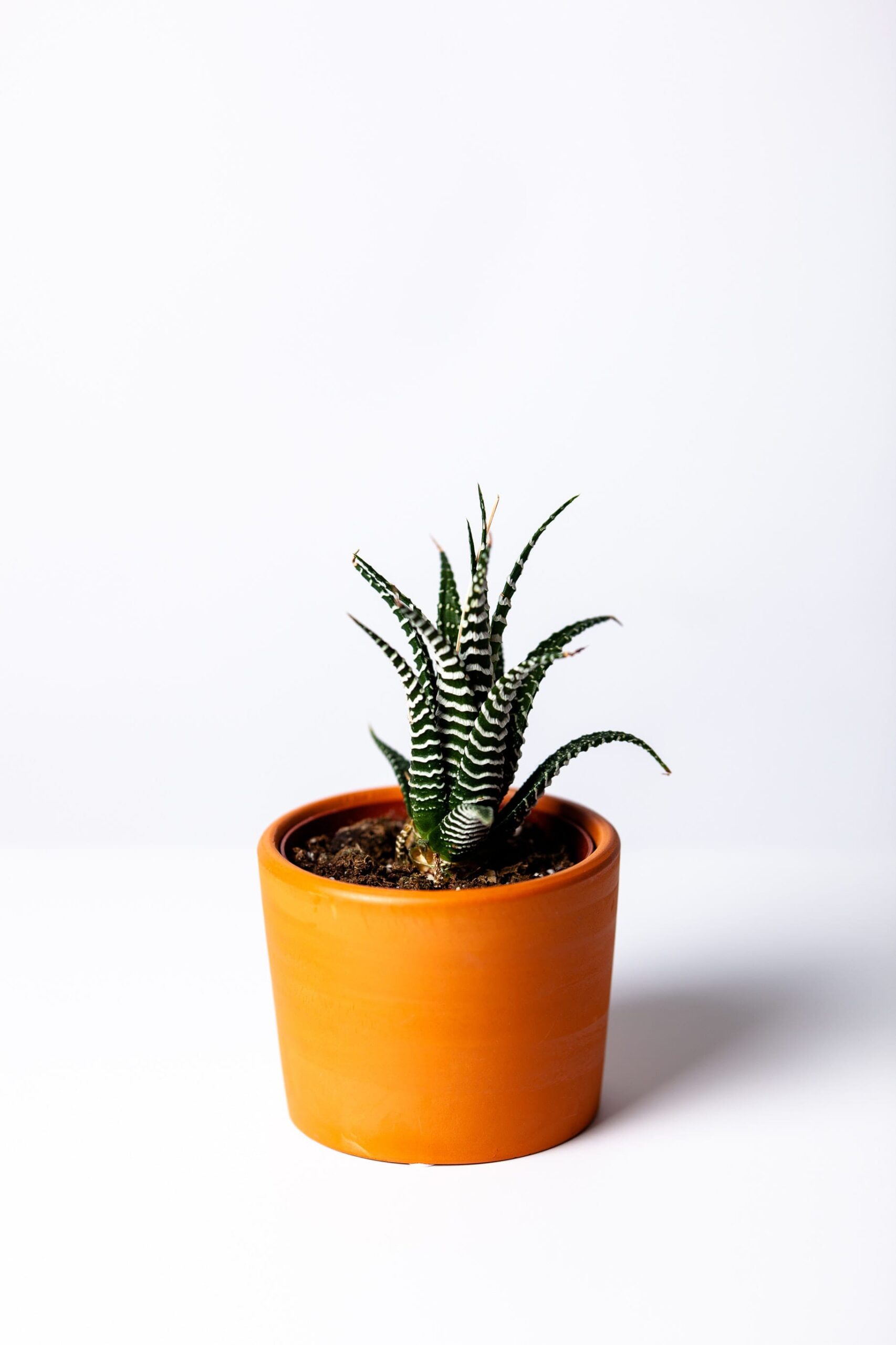 agave-botanical-botany-1533960-min agave-botanical-botany-1533960-min