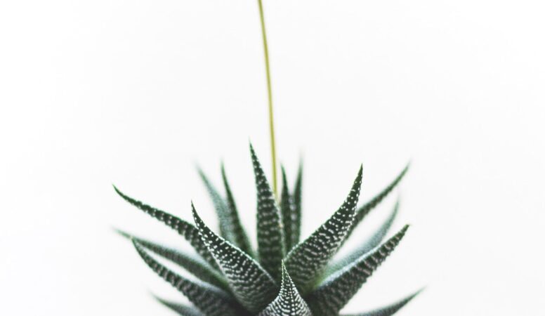 plant-1842299_1920-min