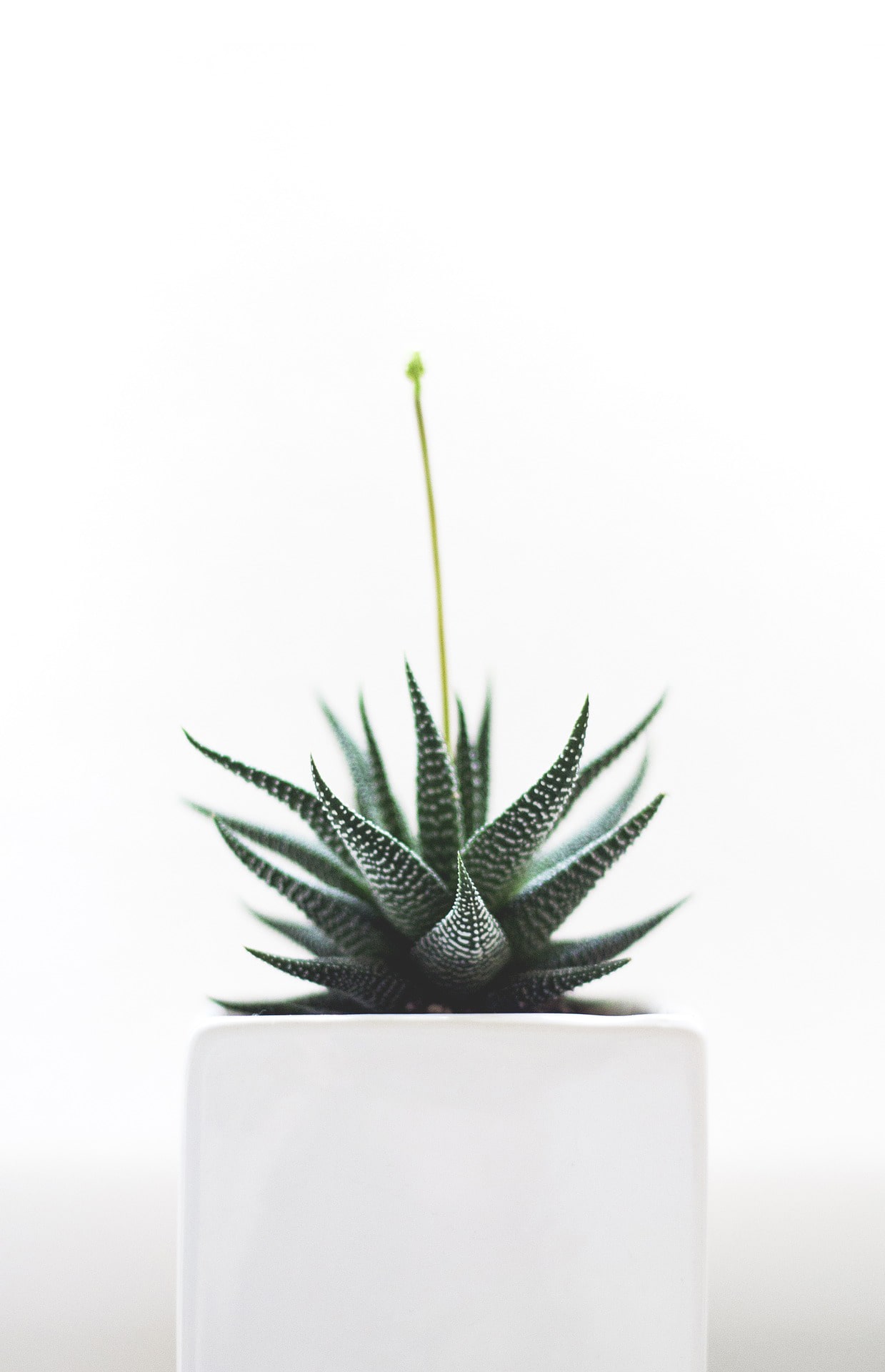 plant-1842299_1920-min plant-1842299_1920-min