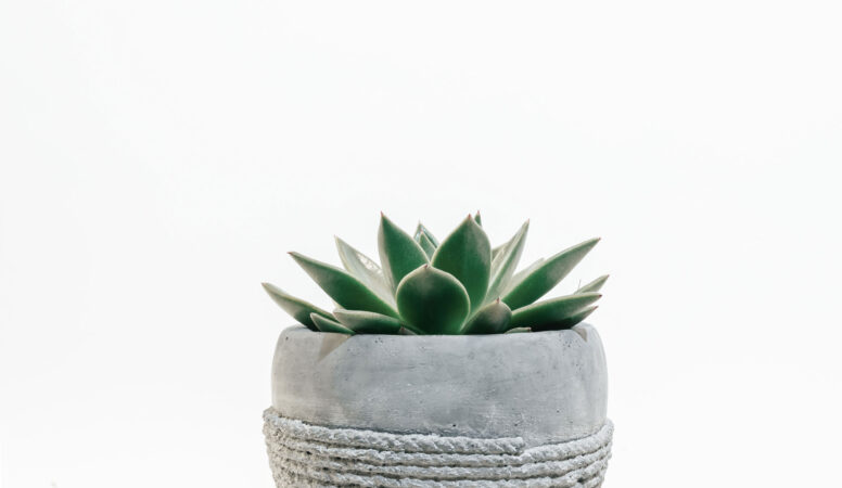 scott-webb-426972-unsplash-mi