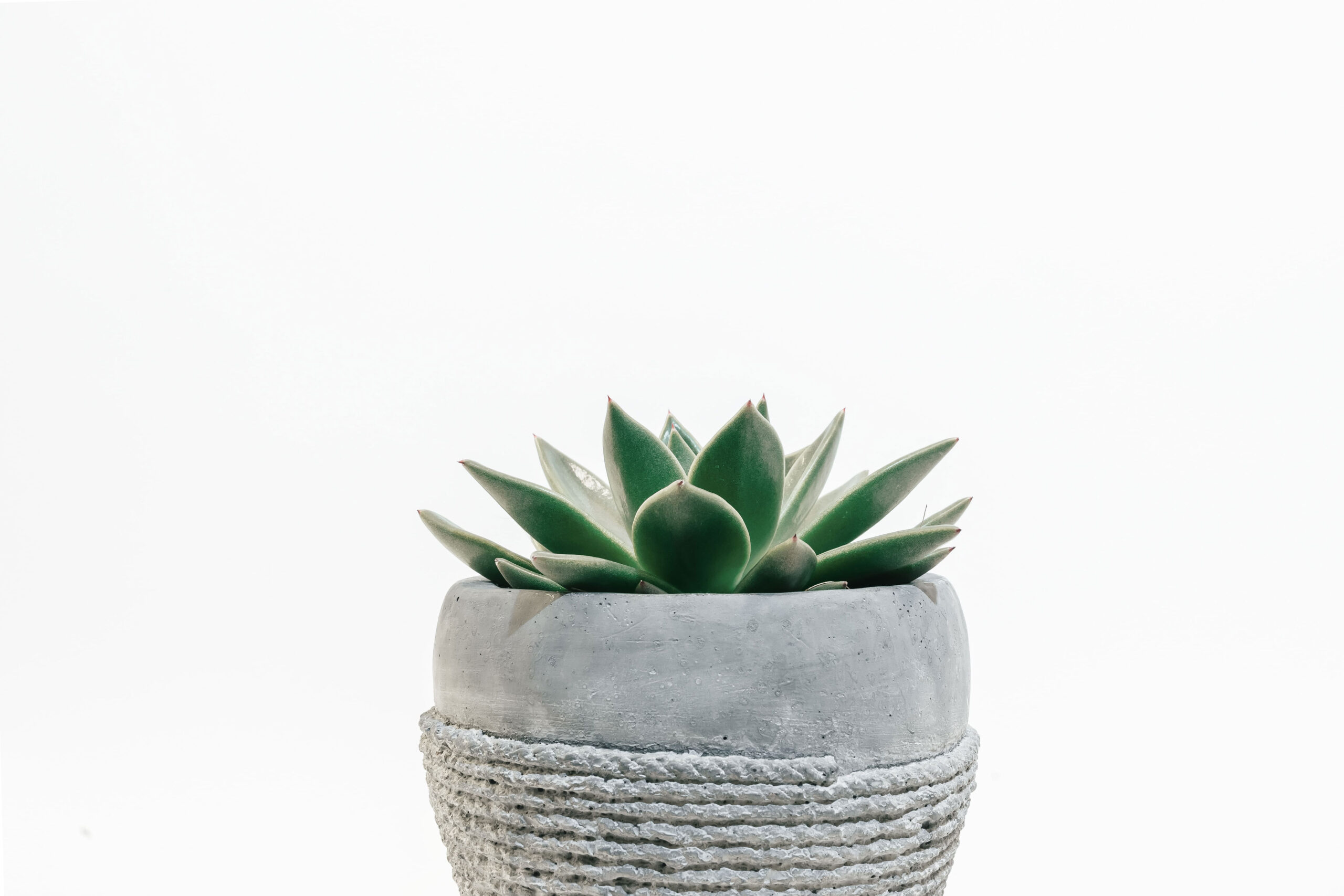 scott-webb-426972-unsplash-mi scott-webb-426972-unsplash-mi